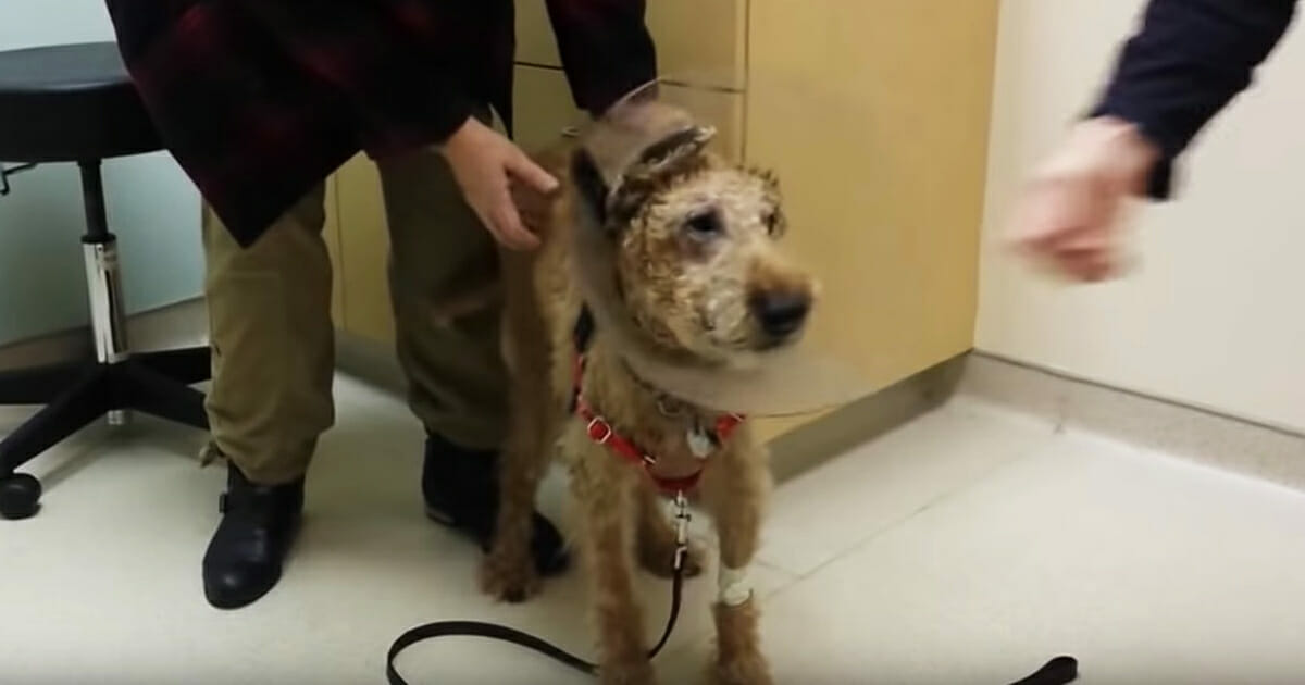 Blinder Hund überglücklich, nachdem er durch OP wieder sehen kann