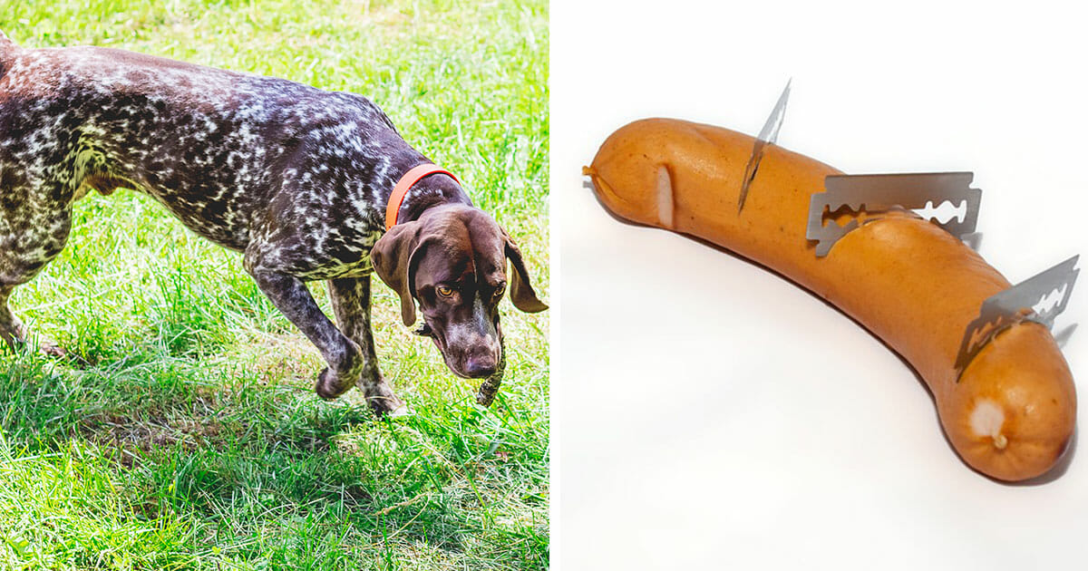 Leipzig Erster Jagdhund in Deutschland kann Giftköder aufspüren