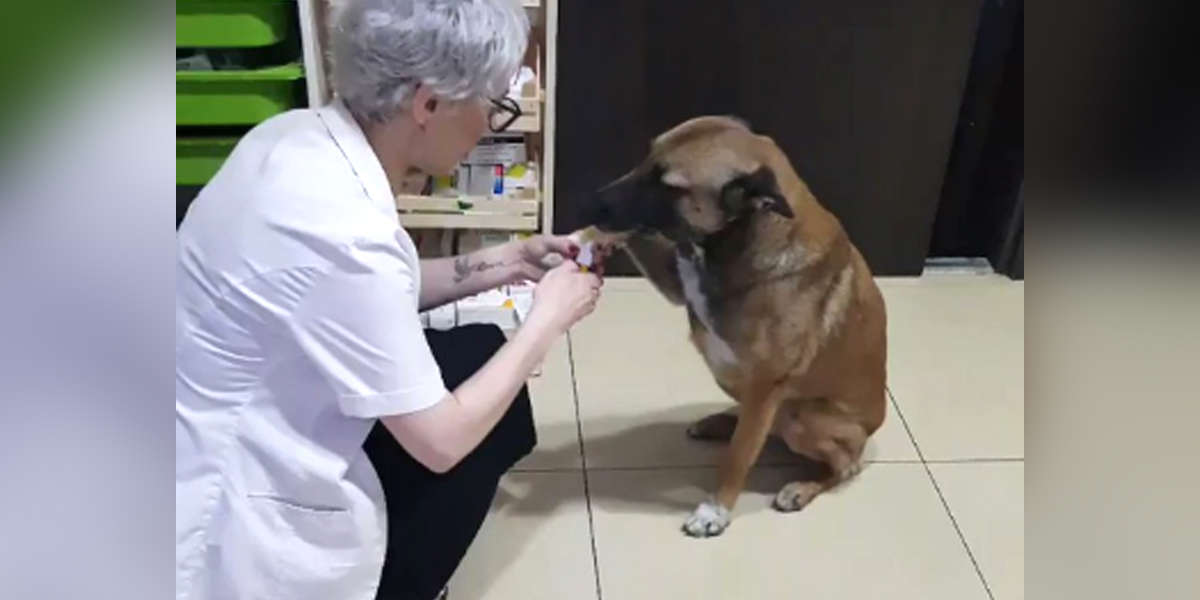 Blutender Straßenhund wartet vor Apotheke, um Hilfe zu bekommen