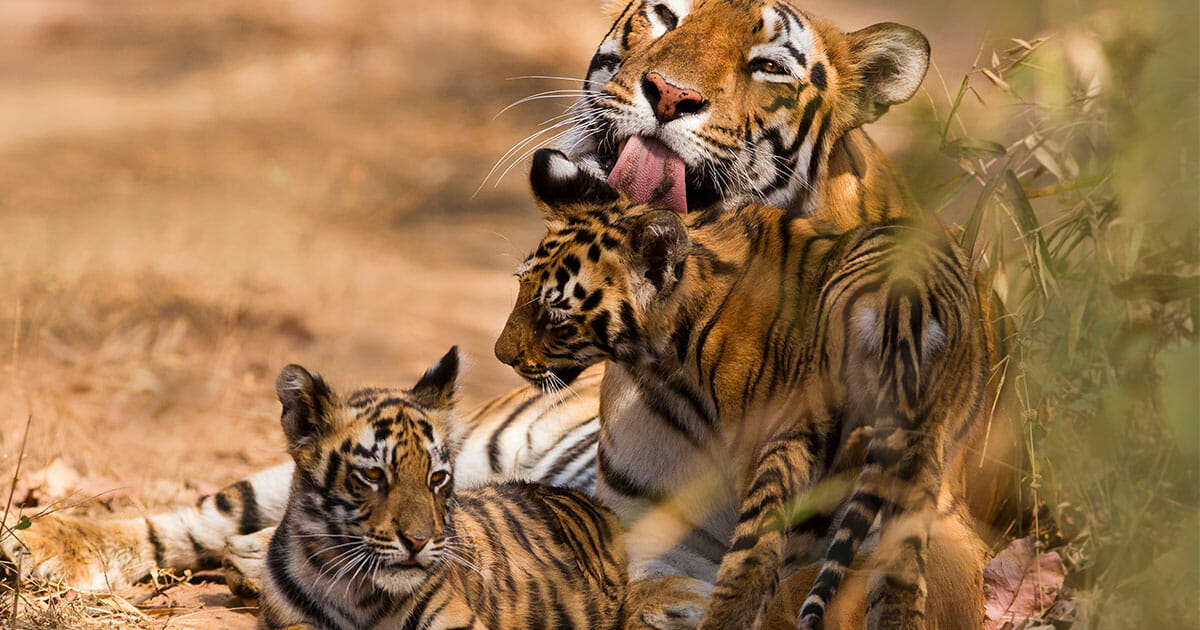 Heute Leben Fast Wieder 3 000 Tiger In Indien Zuletzt Nur Noch 1 400