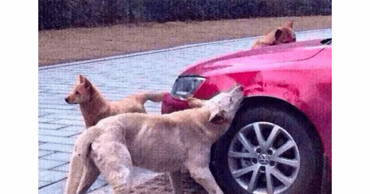 Autofahrer tritt streunenden Hund und muss mit ansehen, was passiert