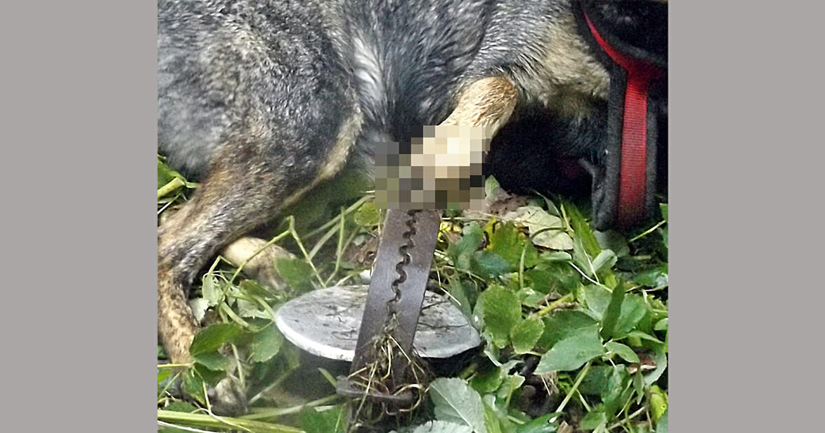 Tierquälerei in Schwerin Hund tritt in verbotene Bärenfalle