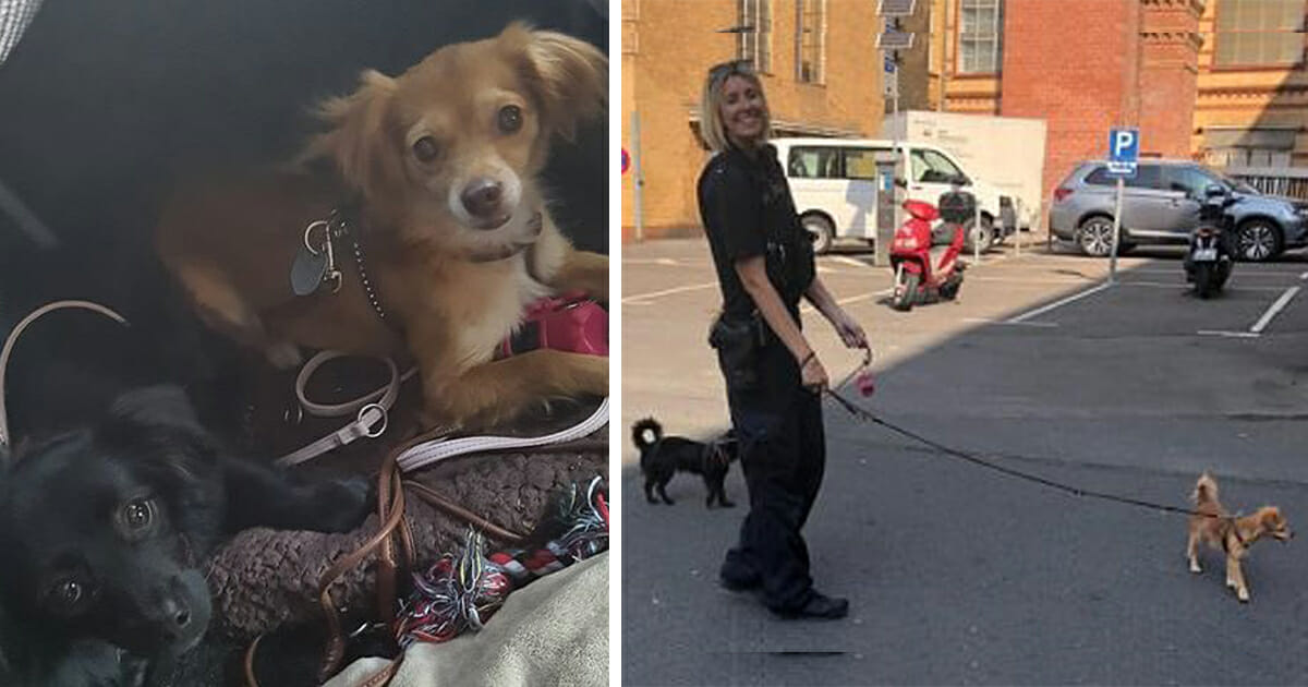Berlin Polizei rettet zwei Hunde aus überhitztem Kofferraum