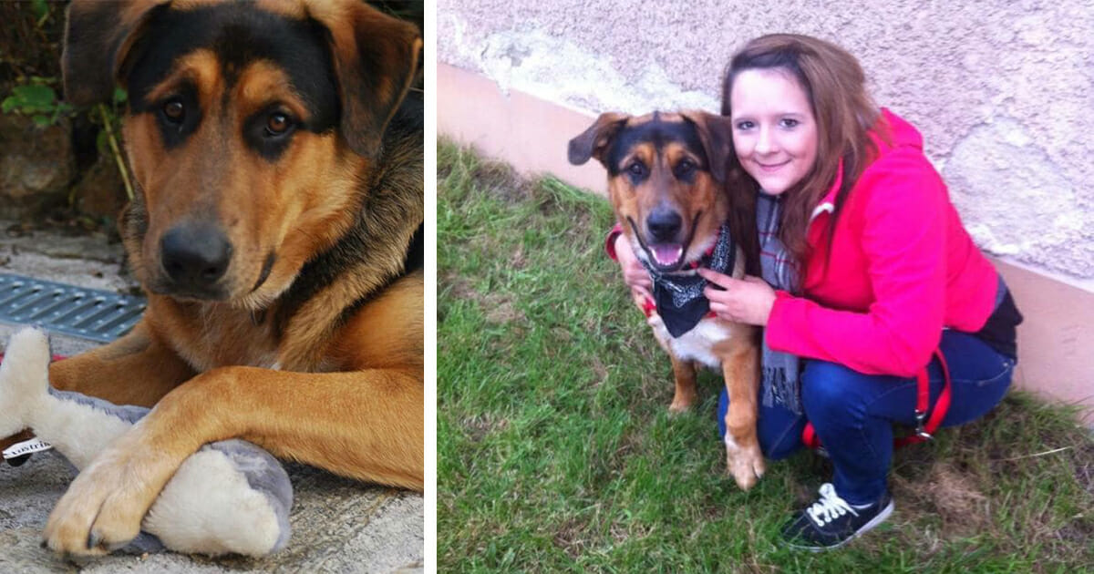 Hund seit 4 Jahren vermisst Tanja (23) sucht immer noch nach Chester