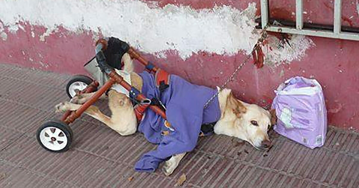 Behinderter Hund wird mit Packung Windeln und einem Brief ausgesetzt