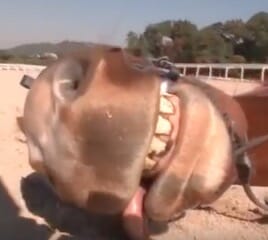 Pferd