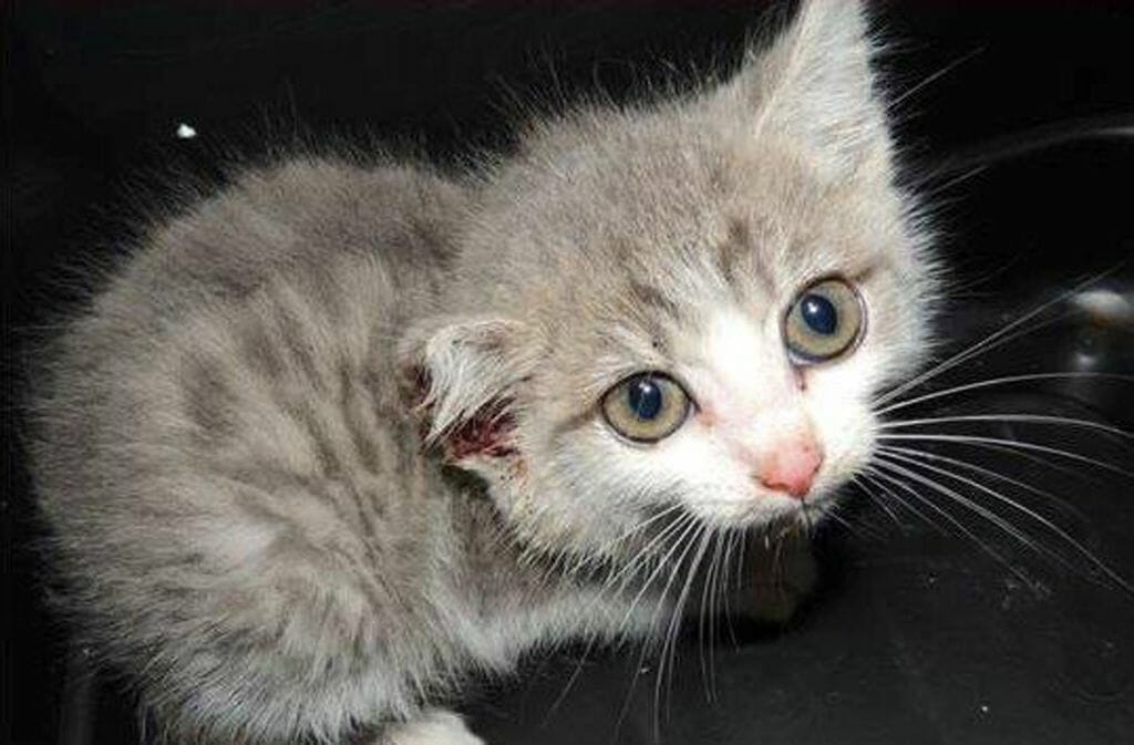 Katzenbaby, Stuttgart