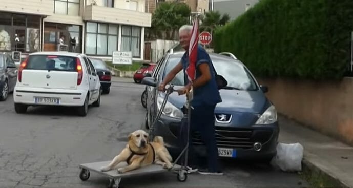 Hund, Einkaufswagen