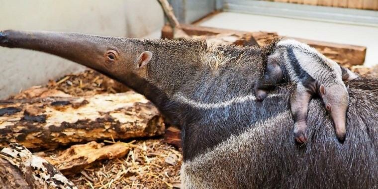 Ameisenbär, Leipzig, Zoo