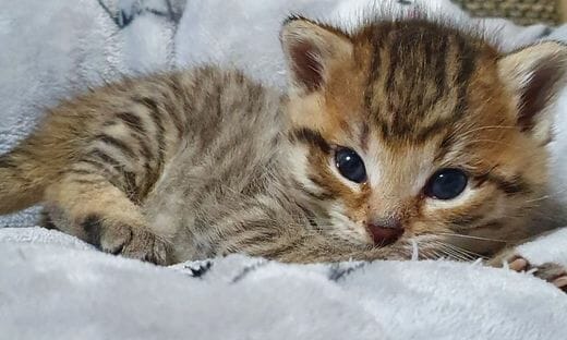Katze; Katzenbaby
