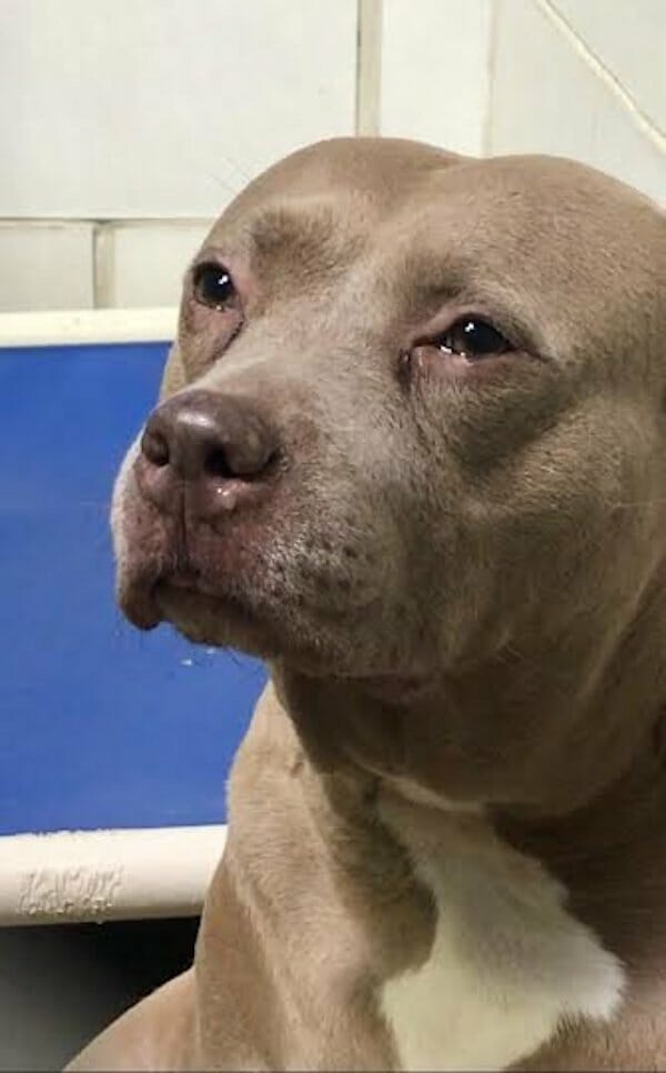 Pitbull