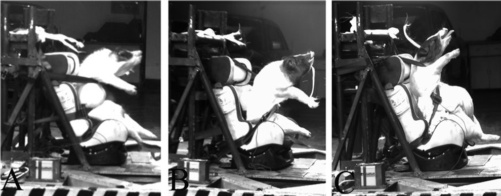 Schweine; Crashtest