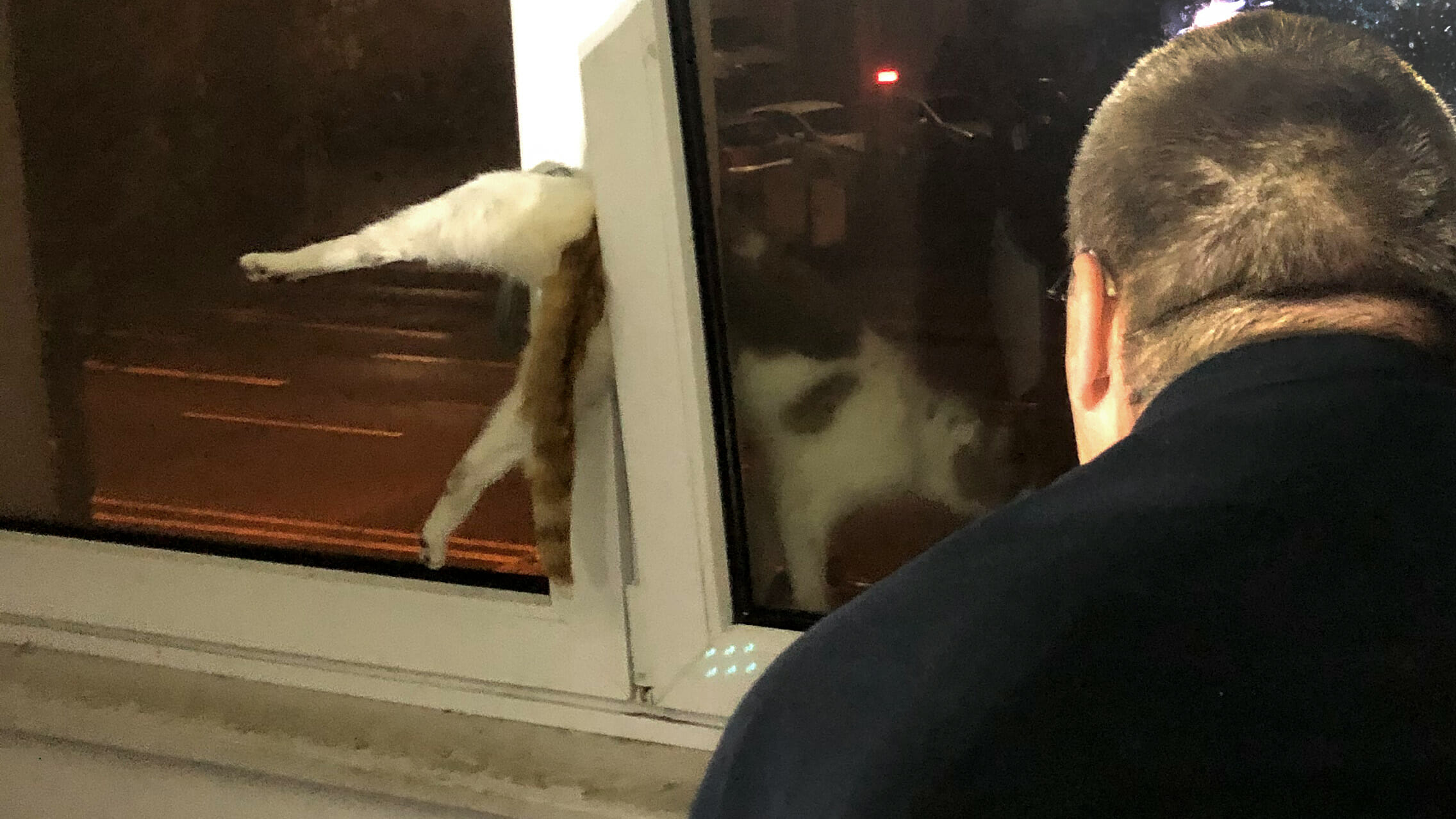 Katze; Polizei