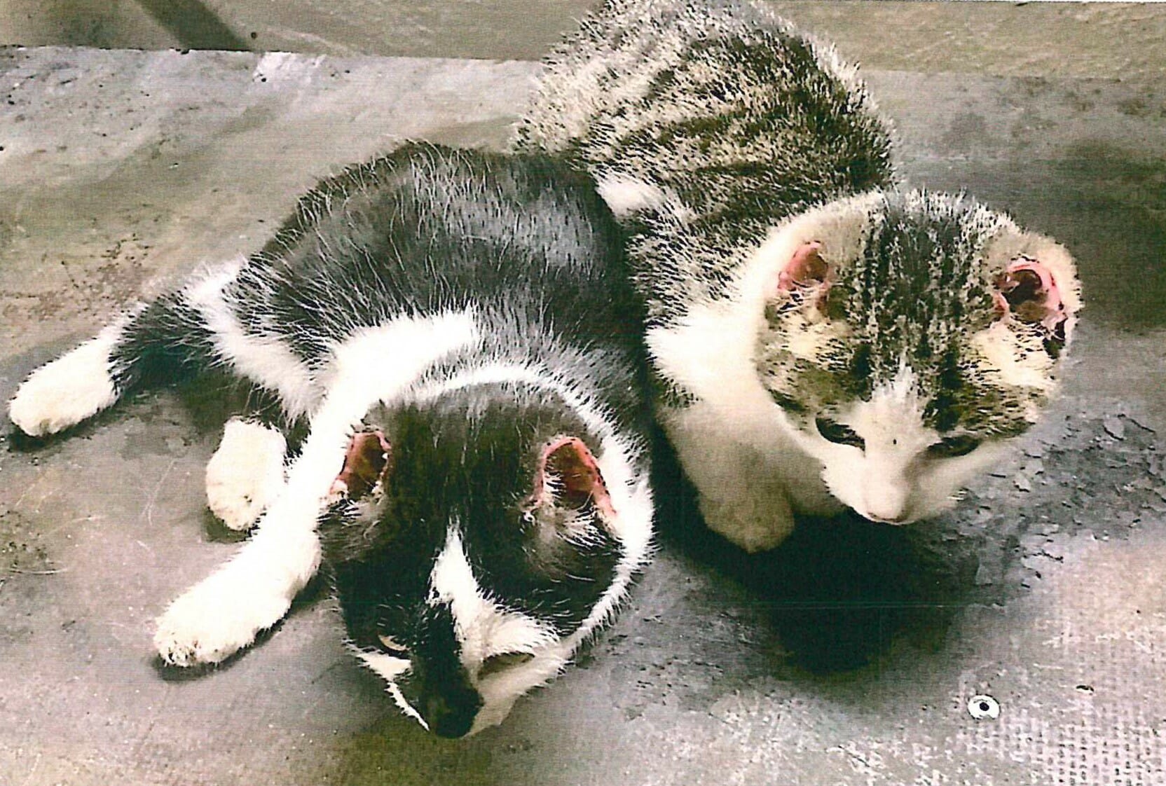 Katzen, Unbekannter