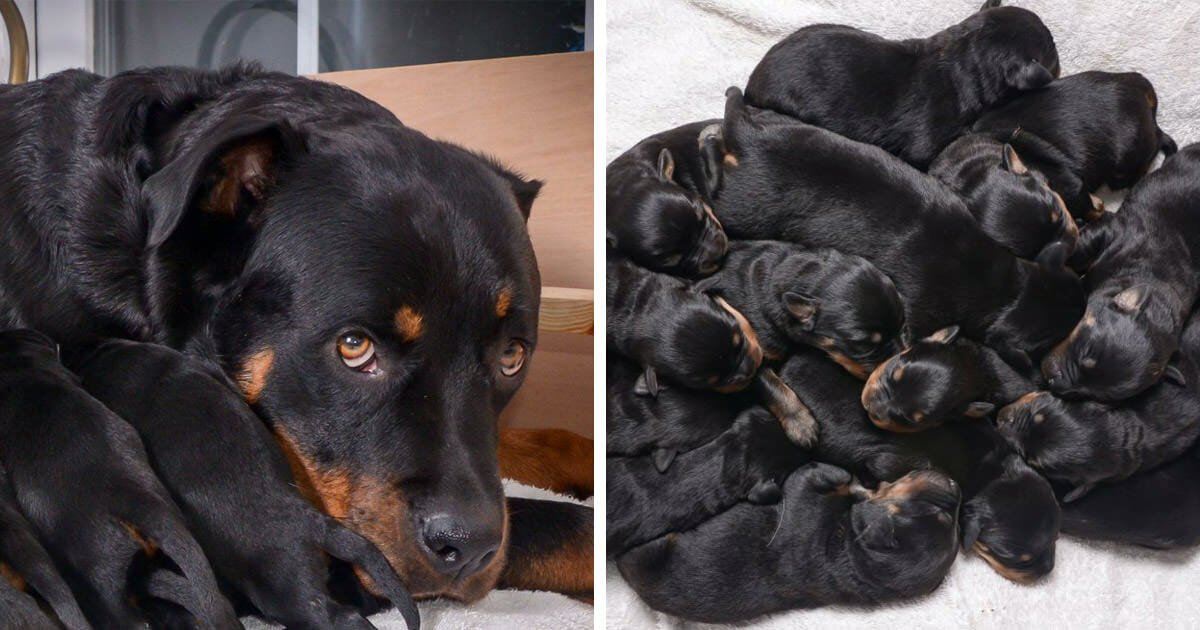 Schwangere Hündin bringt mitten in der Nacht Welpen auf die Welt