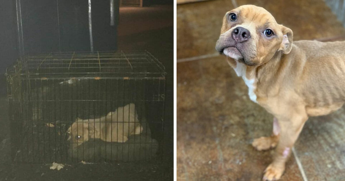 Frau steckt eigenen Hund in Käfig und wirft ihn in Müllcontainer