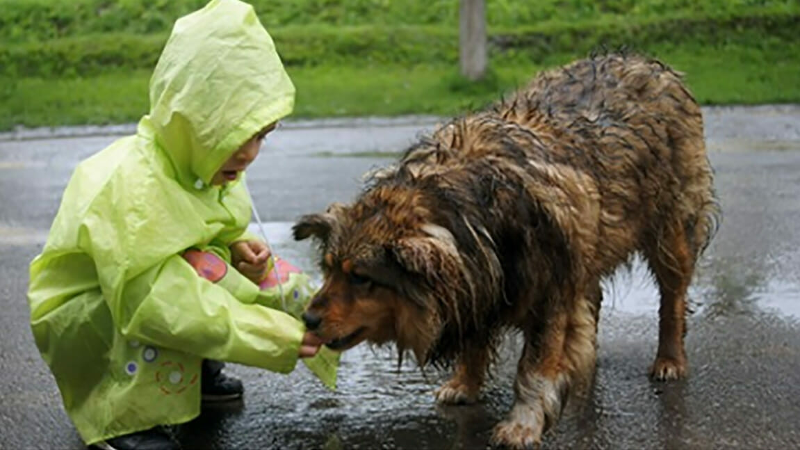 9jähriger Junge gibt Taschengeld aus, um streunende Hunde zu füttern