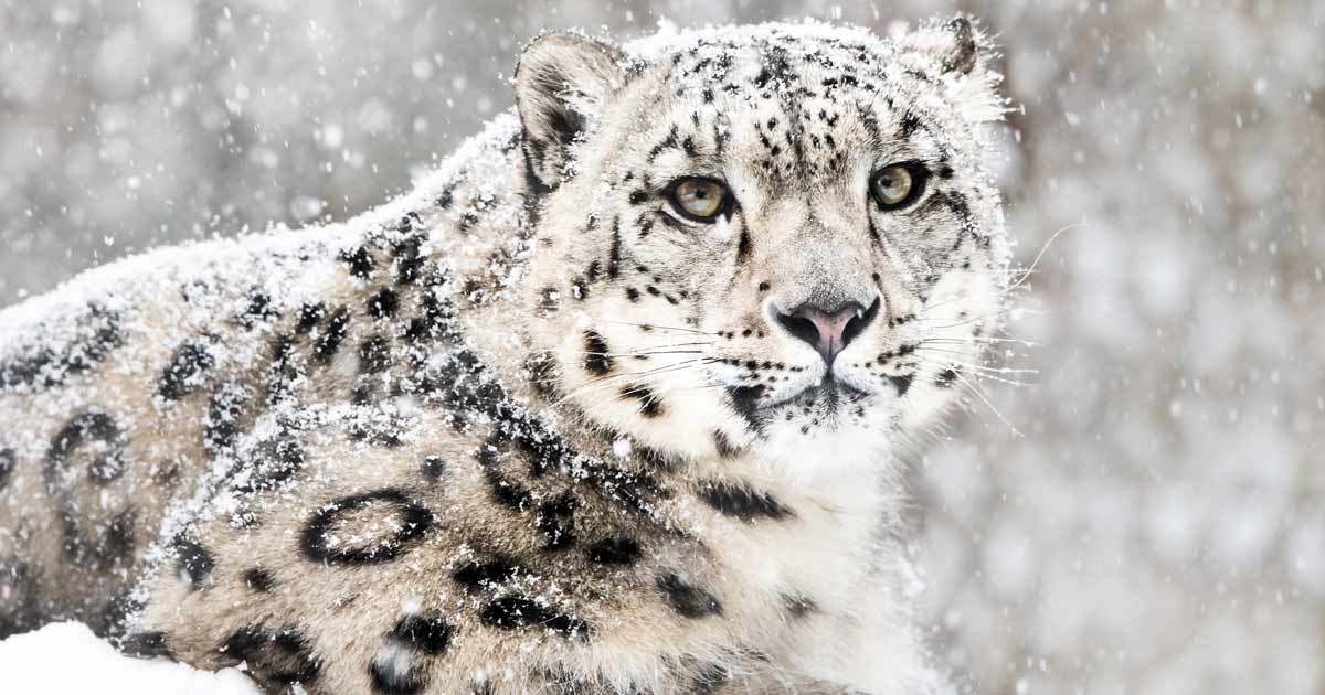 Schneeleopard