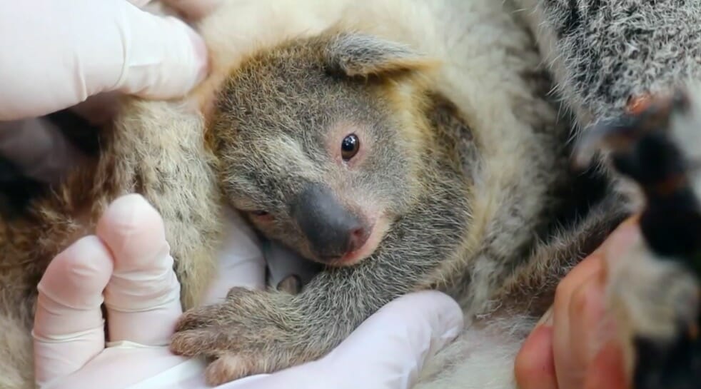 in-australien-wurde-das-erste-koala-baby-seit-den-buschfeuern-geboren