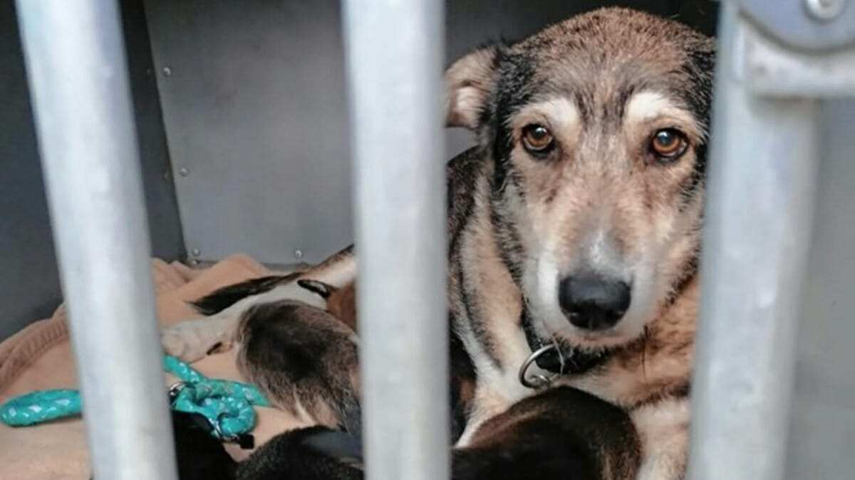 Zwei tote Hunde in Plastiktüte, 24 Tiere in dunklem Container eingesperrt