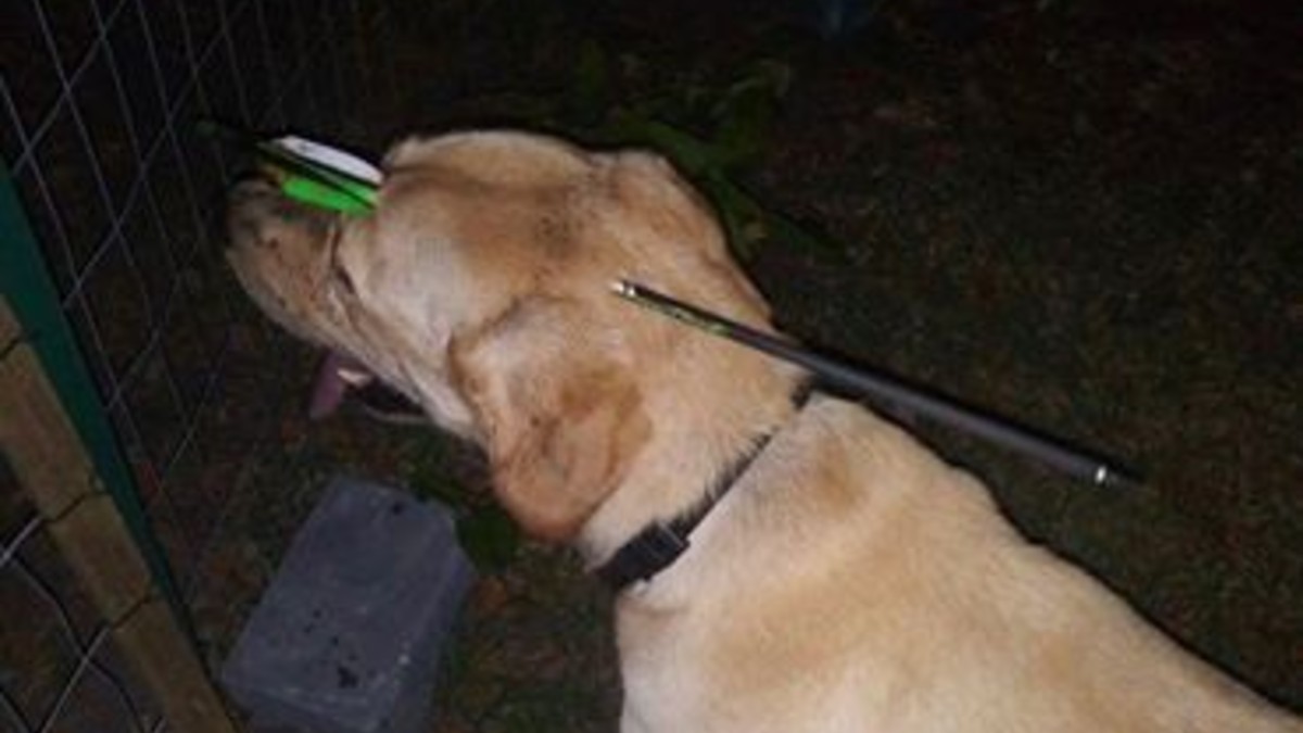Hunde wird mit 40 cm langem Pfeil durch den Kopf gefunden