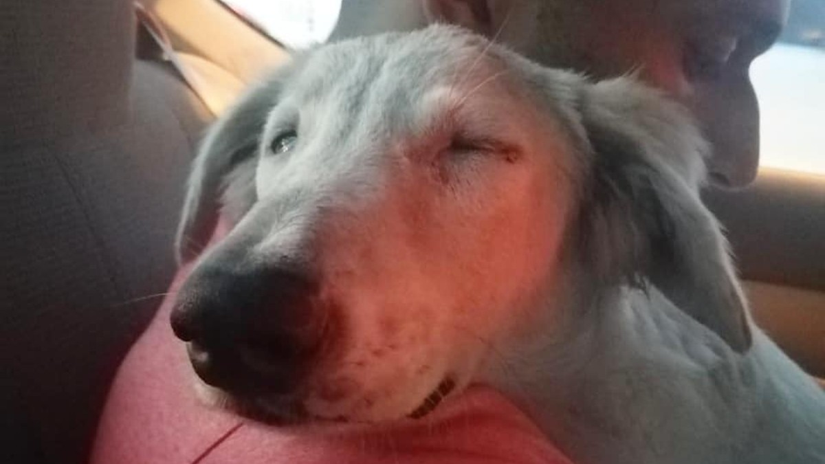 Heimatloser Hund schläft in den Armen seines neues Herrchens ein