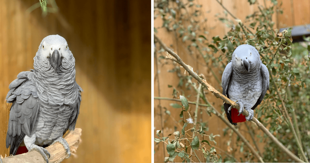 Fünf Papageien werden aus der Öffentlichkeit eines Wildparks gezogen