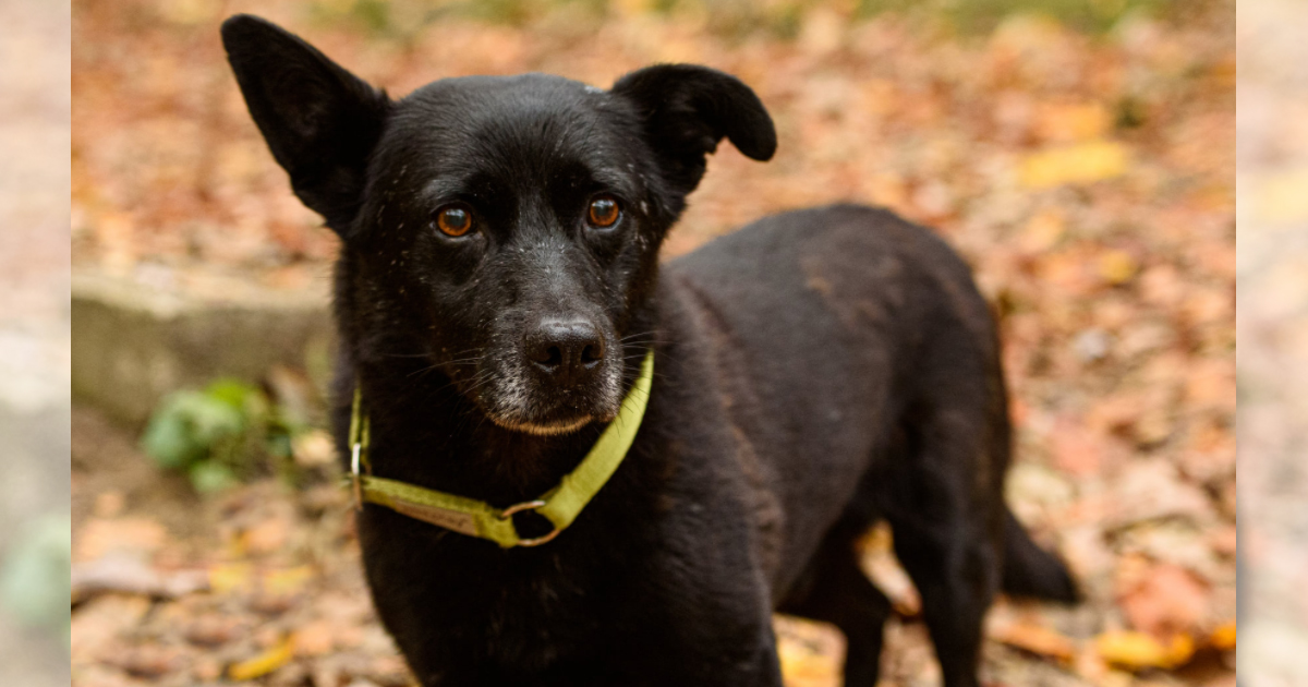 Blinder Hund wird von Mann adoptiert rennt zurück zu TierheimPfleger