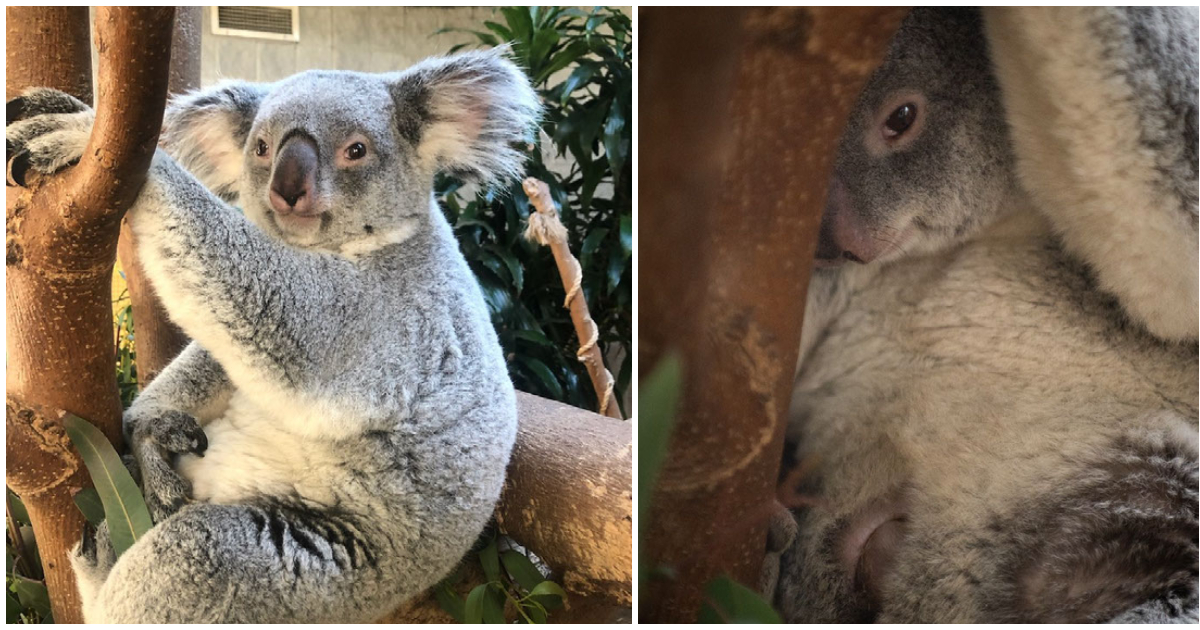 Zoo in den USA heißt Koala-Baby auf der Welt willkommen