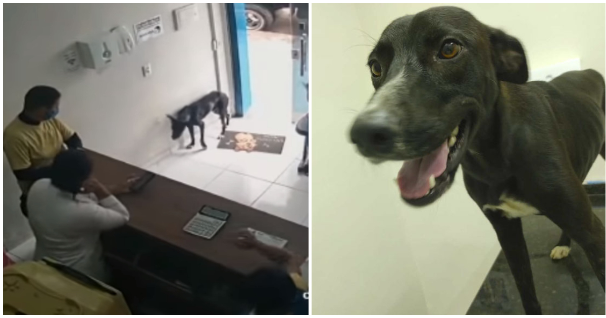 Heimatloser Hund mit verletzter Pfote kommt selbstständig in Tierklinik