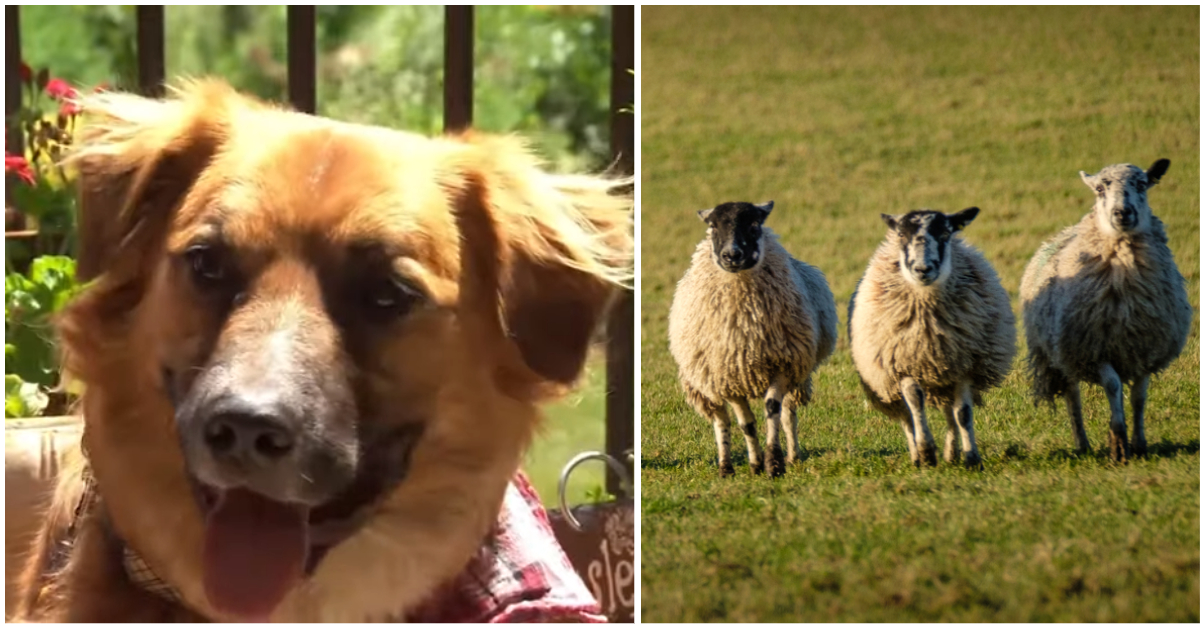 Nach einem Autounfall vermisster Hund hütet Schafe auf Farm