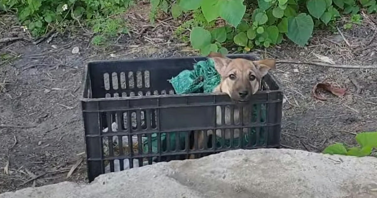 Jaulender Hund nimmt Blickkontakt zu einer Fremden im Wald auf