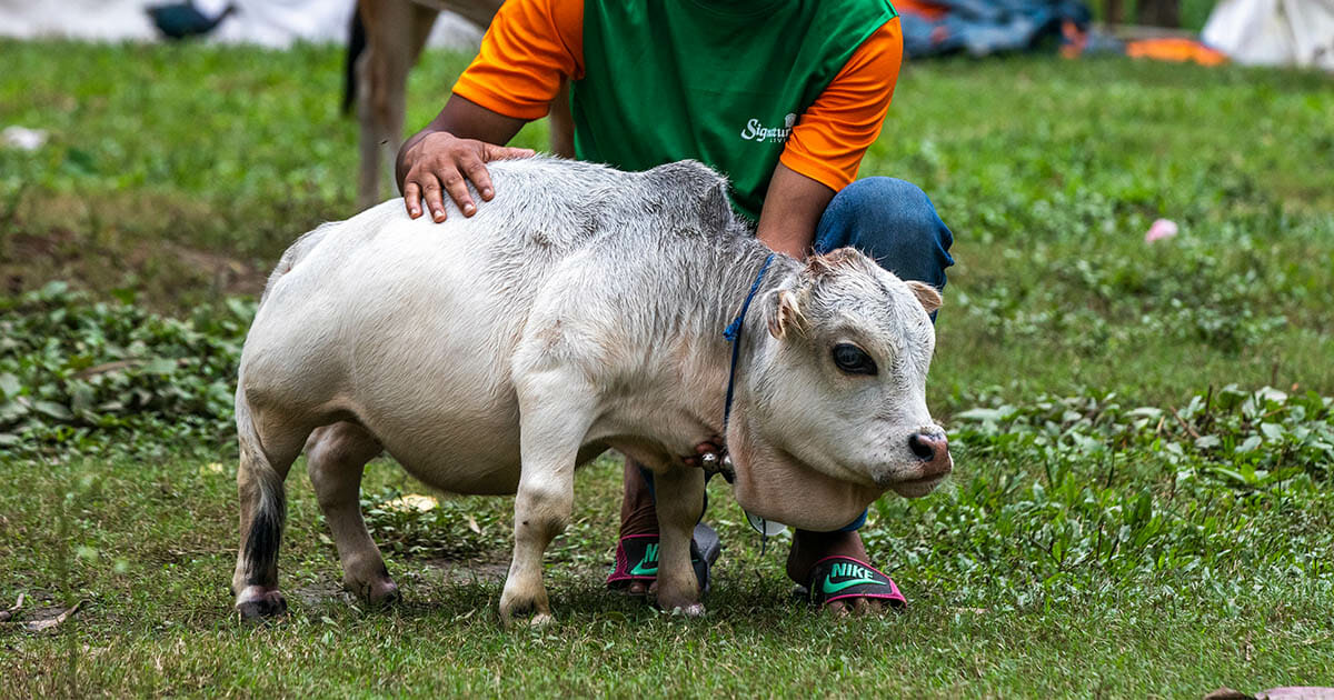 Die kleinste Kuh der Welt ist gestorben – im Guinness-Buch der Rekorde