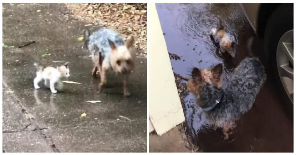 Hund findet kleines Kätzchen im strömenden Regen