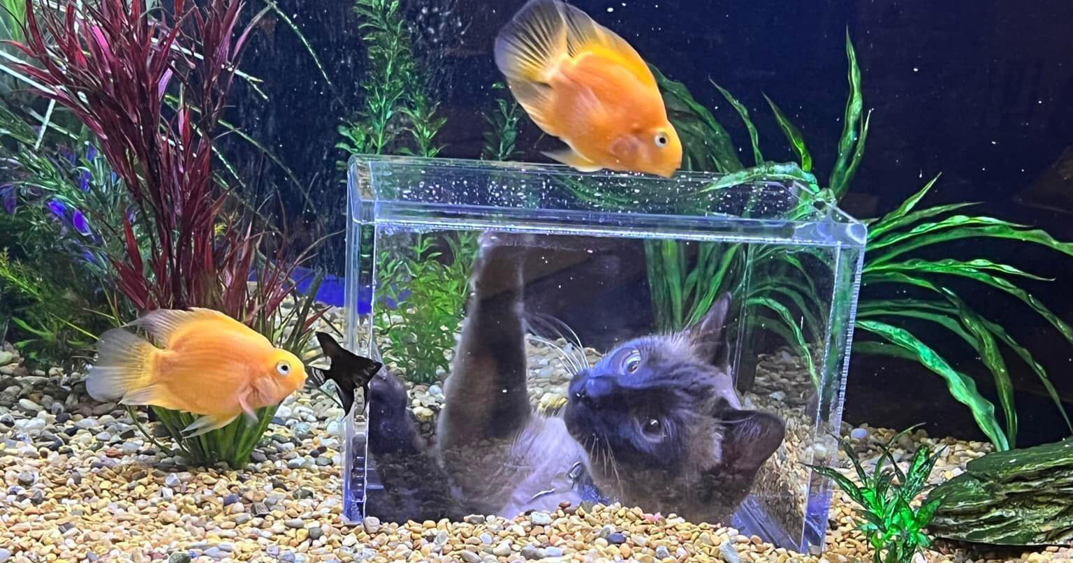 Katzen können im speziellen Aquarium Fische beobachten