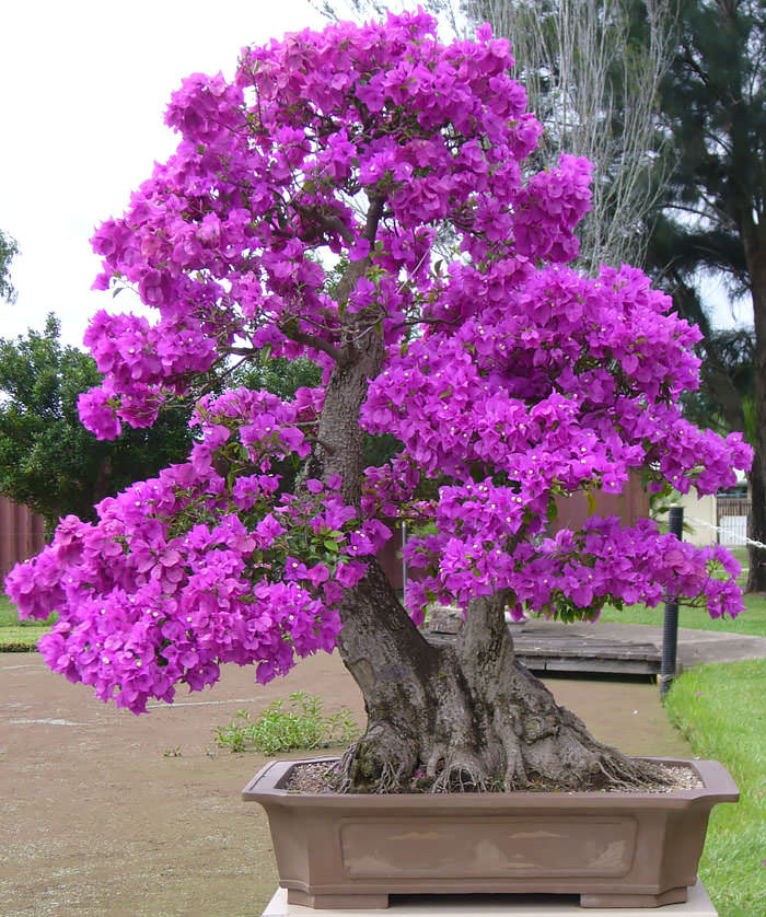 Dezoito das mais lindas árvores de bonsai que você vai 