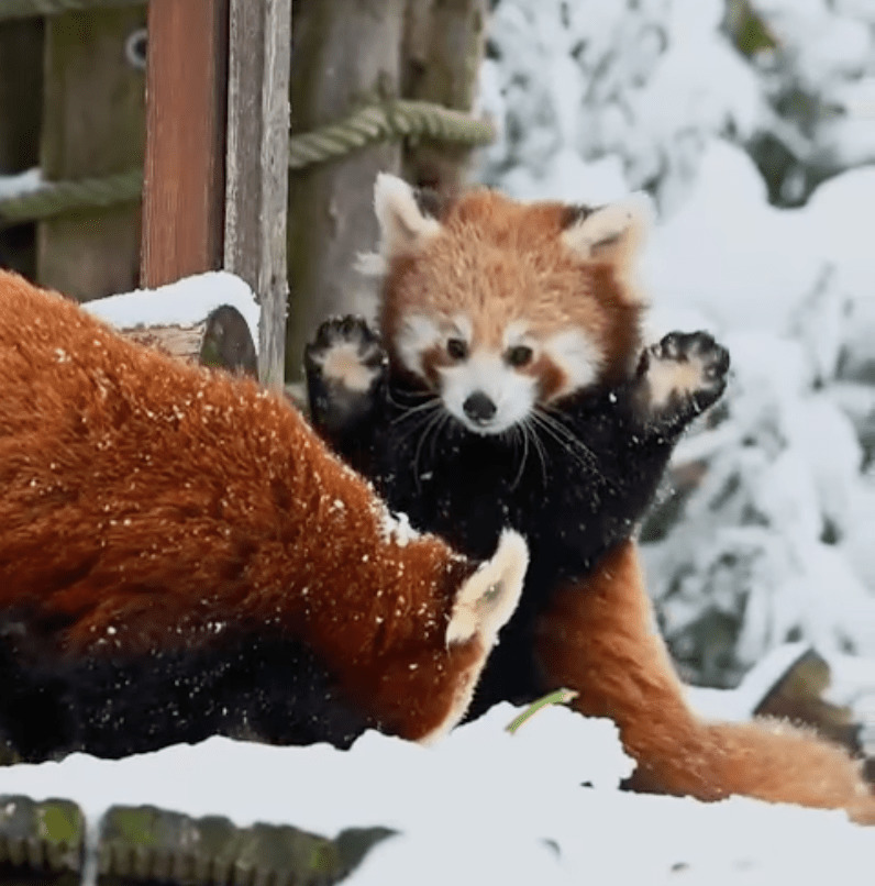 Filhote de panda vermelho fica eufórico ao ver a neve pela primeira vez