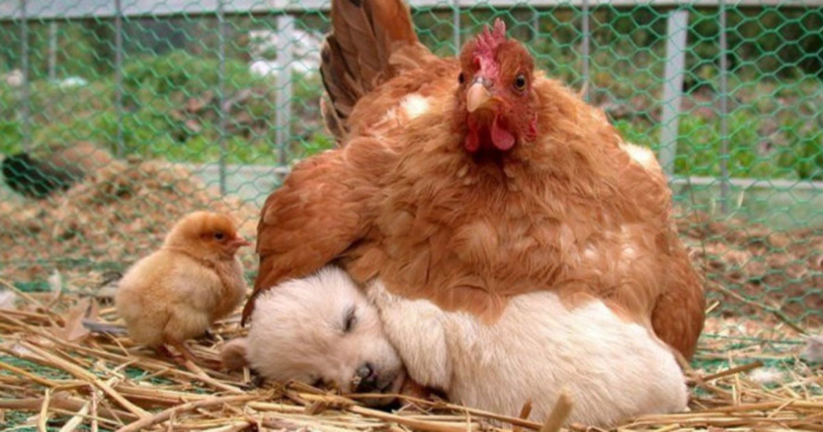 10 foto che dimostrano che le galline sono le migliori mamme del regno animale 10 foto che dimostrano che le galline sono le migliori mamme del regno animale