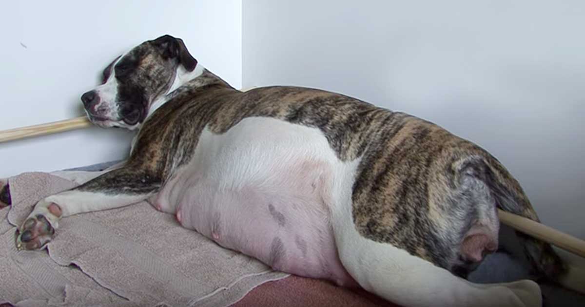 Dopo Quanto Tempo Il Cane Sceglie Il Padrone
