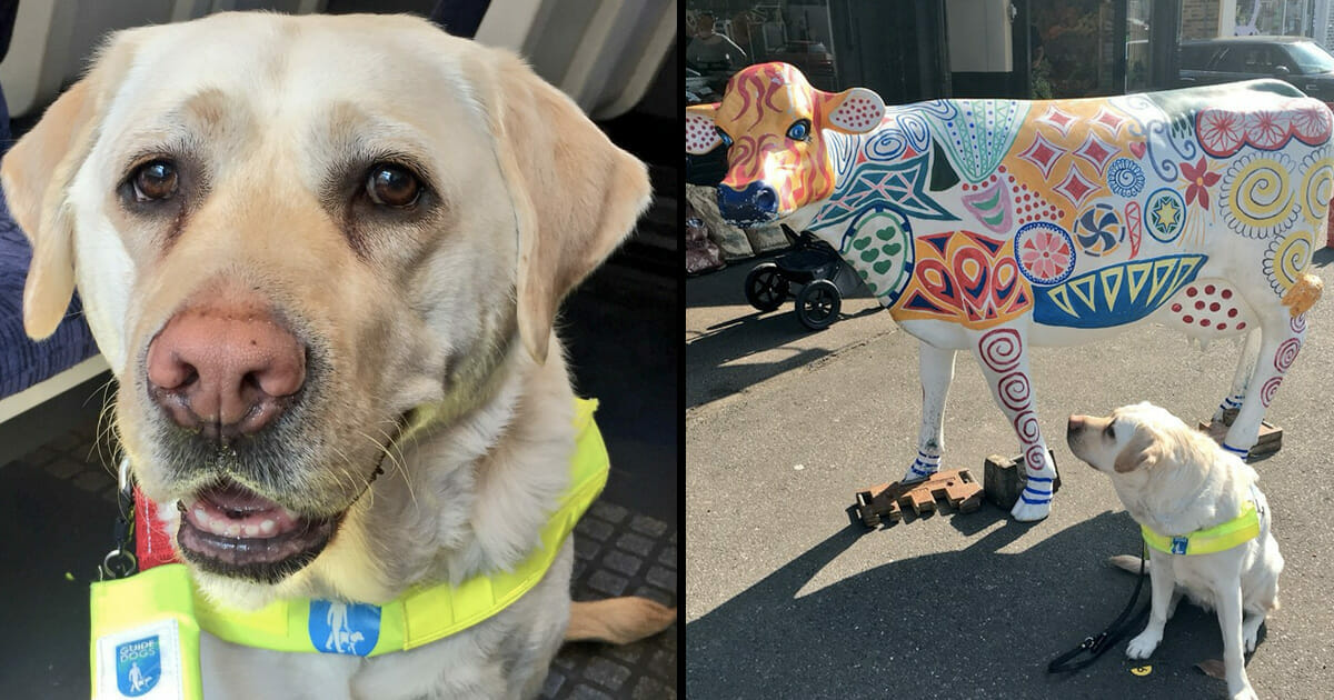 Cosa Succede Se Un Cane Viene Dentro Una Donna