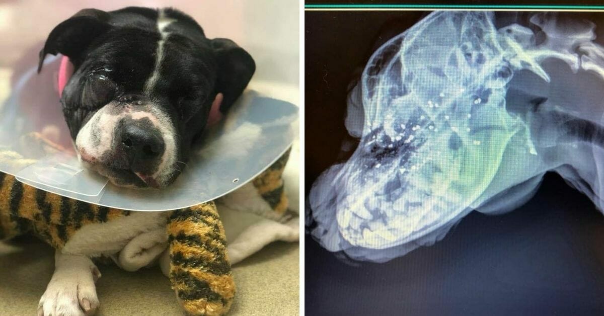 Dopo Quanto Tempo Il Cane Sceglie Il Padrone