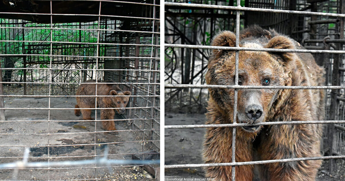 L Orso Piu Triste Del Mondo Ha Vissuto In Gabbia Per 30 Anni Ora Chiedono Di Restituirgli La Sua Liberta