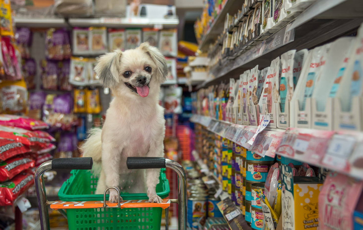 Cani possono entrare nei supermercati – finalmente il sì dal Ministero Salute