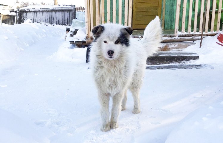 Пытаясь помочь замёрзшей в снегу собаке, люди с ужасом обнаружили, что она что-то прятала под собой