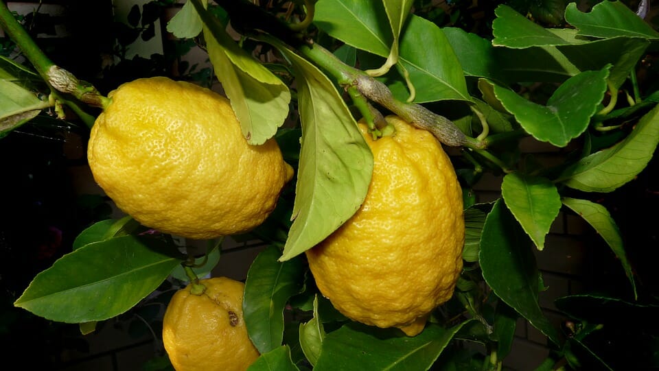 Как можно похудеть с помощью соды и лимона смотрю и худею