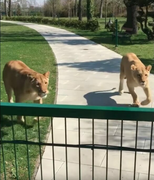 Она вырастила двух осиротевших львят, а потом их пришлось отдать в зоопарк. Спустя годы они встретились снова…До слез!