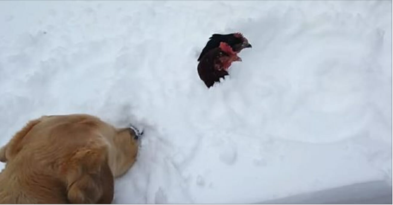 De Kippen Worden Begraven In De Ijskoude Sneeuw Dan Komt De Hond Plots Opdagen En Wordt De Held Van De Dag