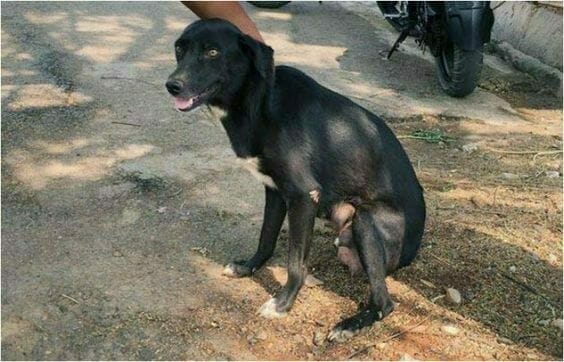 ammu