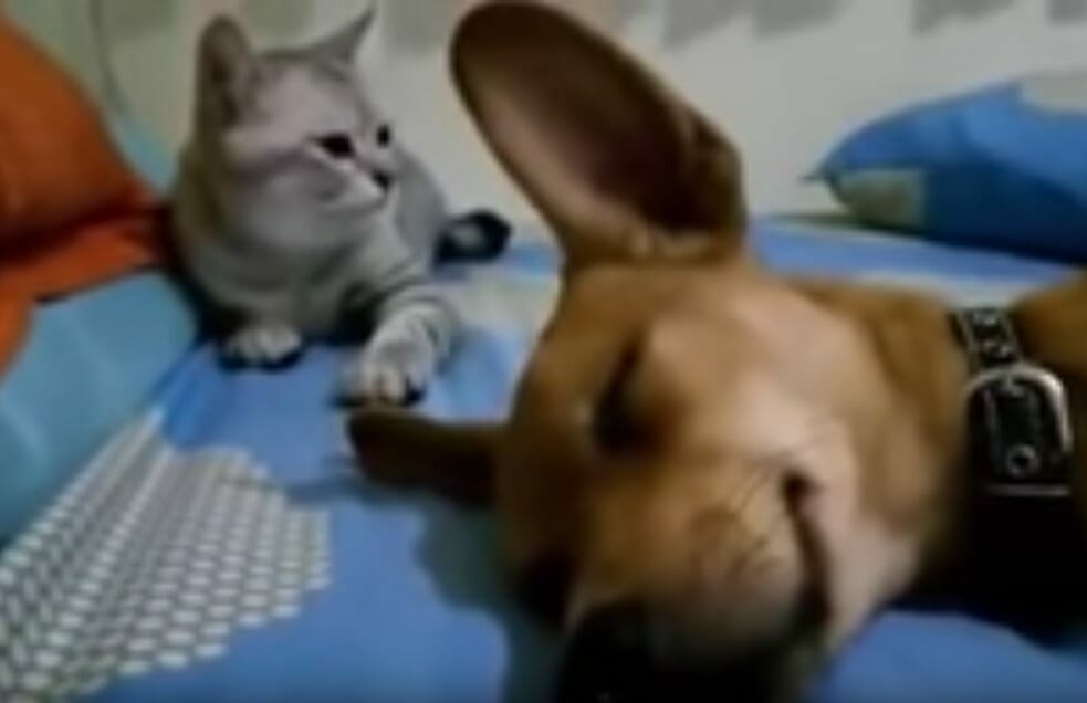 hond en kat