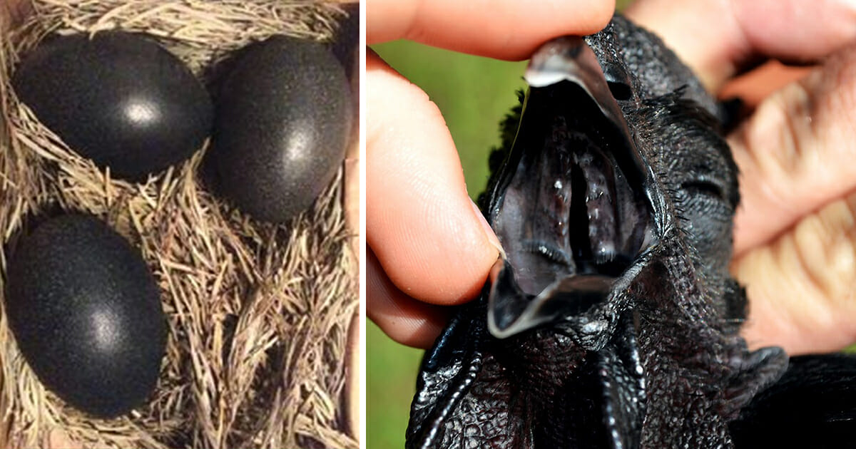 ergens bij betrokken zijn Gevoelig Afdeling Boer vindt mysterieuze zwarte eieren - kijk nu hoe ze uitkomen en kijk wat  er binnenin verborgen zit